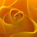 000022 Macrophotographie du coeur d'une rose (Rosa sp.) jaune.