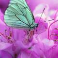 000023 Macrophotographie de papillon blanc aux nervures noires appel 