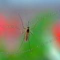 000028 Macrophotographie d'un moustique femelle (Culex pipiens) pos sur une vitre. Tches de couleurs en arrire plan. 