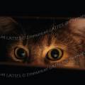 000029 Portrait d'une chatte abyssin (Felis catus domesticus)  l'afft, cache par une palissade de planches. L'accent est mis sur les yeux de l'animal aux pupilles dilates.