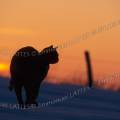 000030 Chat (Felis catus domesticus) sautant dans la neige. Ses pattes ne touchent plus le sol enneig. Contre-jour sur fond de soleil couchant.