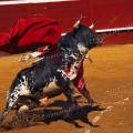 000031 Taureau de corrida (Bos taurus domesticus) se cabrant aprs une passe  la muleta. Des narines du taureau bless s'chappent de longs filets de bave. Le matador est cach par l'animal. Corrida dans les arnes de Mont-de-Marsan (40000, France).