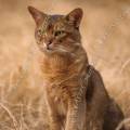 000037 Chat abyssin mle (Felis catus domesticus) au milieu d'herbes sches  Rosnay (36) (France).