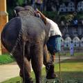000040 Un cornac monte sur son lphant (Elephas maximus) qui contrebalance le poids de l'homme en se penchant dans le sens oppos. Image ralise  Kandy (Sri Lanka) avant l'Esala Perahera (procession religieuse effectue par de nombreux lphants guids par leurs cornacs, durant laquelle une relique de Bouddha - une dent - est achemine dans les rues de Kandy). Filtre polarisant.