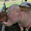 000042 Buffle d'eau (Bubalus bubalis) aux yeux bleus, partiellement albinos propos  la vente sur le march de Rantepao (Tana Toraja, Sulawesi, Indonsie). Ces animaux caractristiques de grande valeur sont appels 