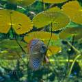 000046 Discus (Symphysodon aequifasciatus) et nymphas (Nymphaea sp). Poisson voluant dans un superbe aquarium bien plant, accompagn de nons cardinal (Paracheirodon axelrodi) et de poissons hachettes.