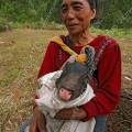 000049 Une paysanne tient serr contre elle un jeune cochon qu'elle s'apprte  vendre au march (Malegcong, Central Cordillera, Philippines).