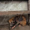 000050 Chien (canis familiaris) famlique, dcharn et pel rognant une machoire de porc (Banaue, Philippines).