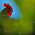 000051 Portrait d'un coq de combat (Gallus gallus)  la crte rouge vu au travers de la vgtation (Mountain Province / Luzon / Philippines).