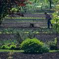 000057 Jardin ouvrier dans les marais de Bourges (18000, France). Le jardinier retourne sa terre avec une fourche.