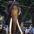 000058 Cornac mont sur le dos de son lphant (Elephas maximus). Animal exceptionnel pour un lphant d'Asie du fait de la prsence de ses longues dfenses blanches et symtriques. Image ralise dans les rues de Kandy (Sri Lanka) avant l'Esala Perahera (procession religieuse effectue par de nombreux lphants guids par leurs cornacs, durant laquelle une relique de Bouddha - une dent - est achemine dans les rues de Kandy). Filtre polarisant.