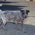 000061 Chienne balinaise (Canis familiaris) tirant la langue (Bali, Indonsie). Le pelage de cette dernire est plutt clairsem !