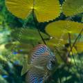 000064 Discus (Symphysodon aequifasciatus) et nymphas (Nymphaea sp). Poisson voluant dans un superbe aquarium bien plant, accompagn de nons cardinal (Paracheirodon axelrodi) et de poissons hachettes.