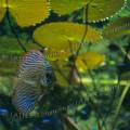 000065 Discus (Symphysodon aequifasciatus) et nymphas. Poisson voluant dans un superbe aquarium bien plant, accompagn de nons.