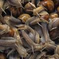 000069 Produit d'une cueillette d'escargots de Bourgogne (Helix pomatia).