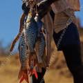 000092 Retour de pche sur les rives du fleuve Tsiribihina (Miandrivazo, Madagascar). Ce pcheur de l'ethnie Sakalava ramne de sa journe de pche plusieurs belles carpes (Cyprinus sp)  la nageoire caudale rouge.
