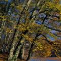 000098 Etang de Saloup (Allier (03), France) dans la fort domaniale de Tronais, en automne, htres et chne, filtre polarisant.