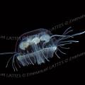 000101 Craspedacusta sowerbyi. Mduse d'eau douce, macro-photographie sur fond noir. Animal voluant dans la carrire du pont des Piles (36270 Eguzon Chantme). Ces cnidaires d'une taille d'environ trois centimtres sont prsents sous cette forme  partir de juin jusqu' septembre. Ils peuvent tre plusieurs centaines par mtre cube d'eau. 