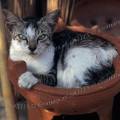 000102 Chat (Felis catus domesticus) lov dans un barbecue indonsien en terre cuite. Ville de Jogjakarta (Java, Indonsie).