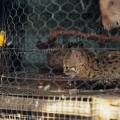 000103 Trafic d'animaux sauvages sur le march aux oiseaux de Jogjakarta (java, Indonsie). Jeune chat sauvage asiatique en vente dans sa cage.