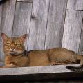 000107 Chat abyssin mle (Felis catus domesticus)  se reposant dans une grange  Rosnay (36) (France).