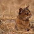 000108 Chat abyssin mle (Felis catus domesticus) au milieu d'herbes sches  Rosnay (36) (France).