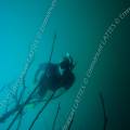000120 Plonge sous-marine (apne) en eau douce dans la carrire du pont des Piles (36270 Eguzon Chantme, France). Dans cette carrire abandonne la nappe phratique a envahi tout le site d'une eau limpide, dont ces arbres qui sont encore sur pied.