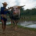000125 Buffle d'eau (Bubalus bubalis) aux yeux bleus, partiellement albinos se dirigeant vers le march de Rantepao (Tana Toraja, Sulawesi, Indonsie). Ces animaux caractristiques de grande valeur sont appels 