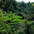000126 Rizires en terrasses aux environs d'Ubud (Bali, Indonsie). Ces cultures tages se fondent dans un crin de vgtation luxuriante propre  l'le de Bali. Filtre polarisant.