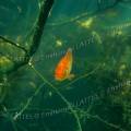 000130 Poisson rouge (carpe Koi, Cyprinus carpio carpio) dans la carrire du pont des Piles (36270 Eguzon Chantme, France). Dans cette carrire abandonne la nappe phratique a envahi tout le site d'une eau limpide, des branchages bordent les berges du site. 