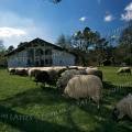 000138 Vue d'un airial avec une ferme traditionnelle landaise  l'comuse de la Grande Lande (Marquze, 40630 Sabres, France). Un troupeau de moutons (Ovis aries) pat tranquillement dans l'airial. Fill-in et filtre polarisant