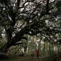 000139 Chne lige dans la fort landaise (Landes (40), France). Personnages au pied de l'arbre pour donner une chelle.