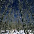 000141 Ascension du Rez de Sol dans le Parc Naturel Rgional du Livradois Forez (Puy-de-Dme (63), France). Dans un dcor de neige au milieu d'arbres longilignes et dnuds (chnes), une marcheuse part  l'assaut du sommet du Rez de Sol (943 m). Grand angle et filtre polarisant.