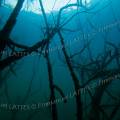 000143 Dcor sous-marin en eau douce dans la carrire du site de La Graule prs d' Aigurande (36140, France). Dans cette carrire abandonne la nappe phratique a envahi tout le site d'une eau limpide, dont ces arbres qui sont encore sur pied. Prise de vue en contre plonge et en contre jour.