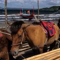 000144 Poneys (Equus caballus) sur le rivage de 