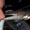 000150 Morsure d'orvet (Anguis fragilis). C'est le seul lzard apode d'Europe, il est inoffensif, pourtant sur cette image l'animal mord la main du photographe. Une petite dent est visible.