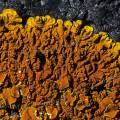000151 Lichen appel parmlie des murailles (Xanthoria parietina) sur une roche d'origine volcanique. Macrophotographie.