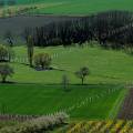 000154 Paysage en bordure de la plaine de la Limagne. Saint-Amand-Tallende (63450) (Puy-de-Dme, France). Sur la mme image, on peut voir la diversit des cultures, avec au premier plan, les vergers, puis les crales et enfin les pturages  moutons (Ovis aries). Un bosquet en arrire plan. Filtre polarisant.