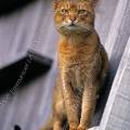 000164 Chat abyssin mle (Felis catus domesticus) dans une grange  Rosnay (36).