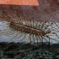 000166 Scutigre (Scutigera coleoptrata) sur le sol d'une maison de campagne. Ces myriapodes sont appels communment 