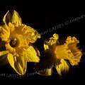 000167 Jonquilles (narcissus pseudonarcissus). Clair-obscur et lumire rasante.