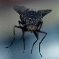 000175 Macrophotographie d'une mouche (Musca domestica) en plein vol.
