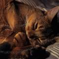 000179 Chat abyssin femelle (Felis catus domesticus) pendant son sommeil sur une couette.