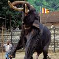 000187 Cornac faisant parader son lphant (Elephas maximus). Image ralise dans les rues de Kandy (Sri Lanka) avant l'Esala Perahera (procession religieuse effectue par de nombreux lphants guids par leurs cornacs, durant laquelle une relique de Bouddha - une dent - est achemine dans les rues de Kandy). Animal en rection.