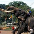 000188 Cornacs faisant parader leur lphant (Elephas maximus). Animal exceptionnel pour un lphant d'Asie du fait de la prsence de ses longues dfenses blanches et symtriques. Image ralise dans les rues de Kandy (Sri Lanka) avant l'Esala Perahera (procession religieuse effectue par de nombreux lphants guids par leurs cornacs, durant laquelle une relique de Bouddha - une dent - est achemine dans les rues de Kandy). Filtre polarisant.