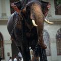 000189 Elphant (Elephas maximus) s'aspergeant prs d'une fontaine (Kandy, Sri Lanka). Image ralise dans les rues de Kandy avant l'Esala Perahera (procession religieuse effectue par de nombreux lphants guids par leurs cornacs, durant laquelle une relique de Bouddha - une dent - est achemine dans les rues de Kandy). Filtre polarisant.