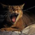 000191 Chat abyssin femelle (Felis catus domesticus) surprise en plein billement sur un lit. Clair-obscur.