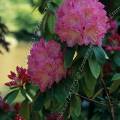 000193 Rhododendron (Rhododendron sp) en fleurs.