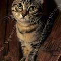 000195 Chat commun (Felis catus domesticus) perch sur une poutre.