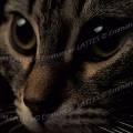 000196 Portrait rapproch d'un chat commun (Felis catus domesticus). L'accent est mis sur ses grands yeux aux pupilles dilates.